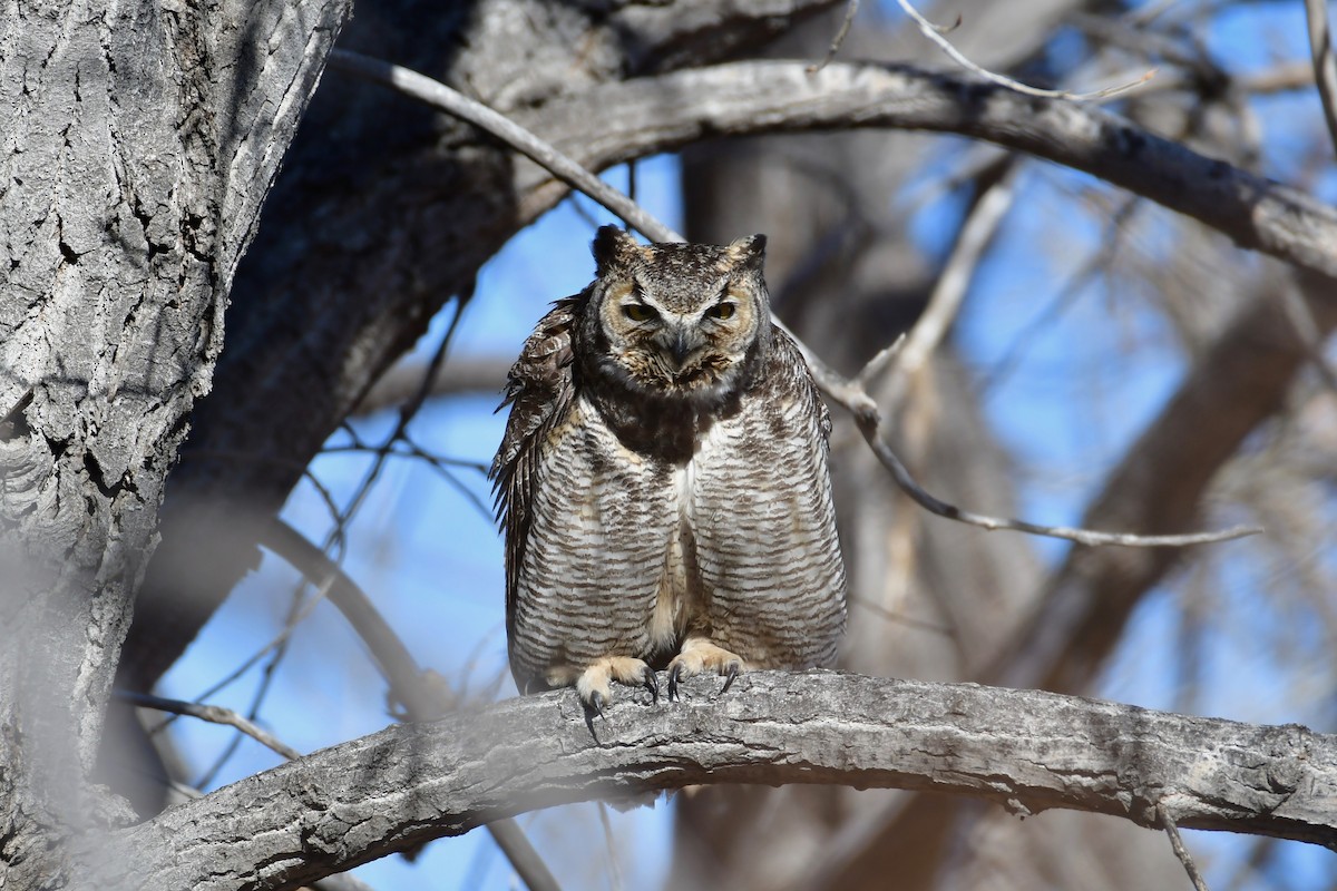 Great Horned Owl - Robert Post