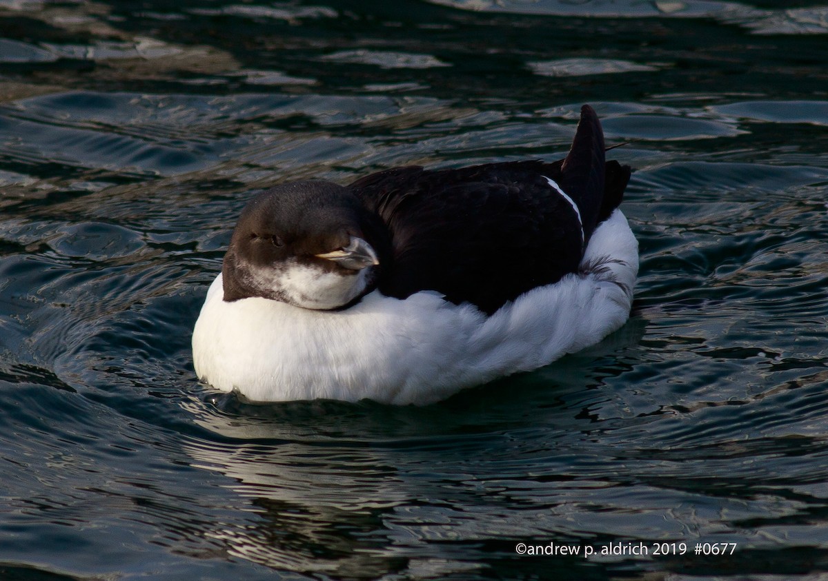 Thick-billed Murre - ML135958781