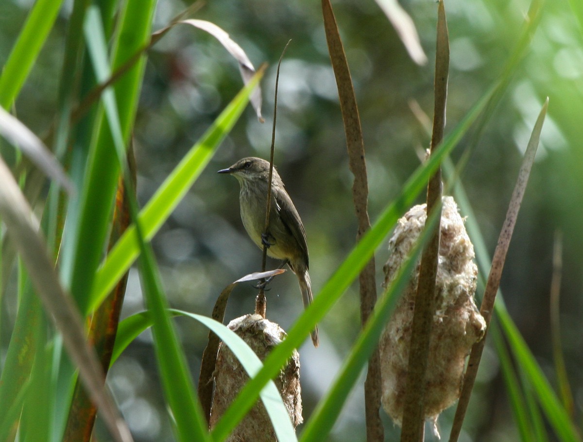Madagascar Swamp Warbler - Pam Rasmussen