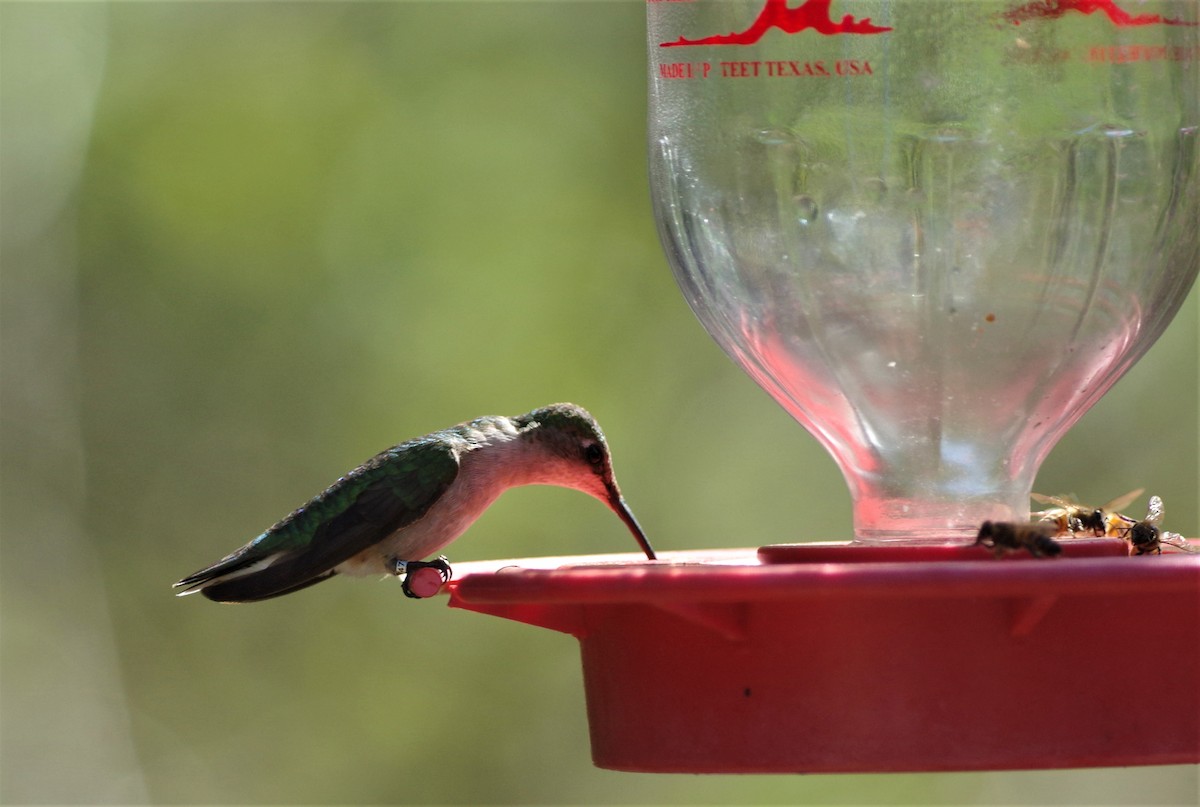 Ruby-throated/Black-chinned Hummingbird - Brenda Wright