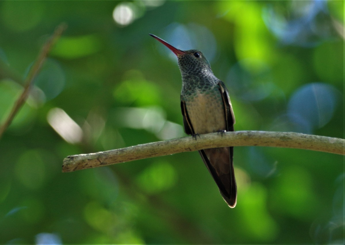 Buff-bellied Hummingbird - Brenda Wright