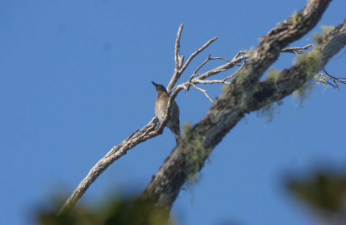 Madagascar Starling - ML135959271