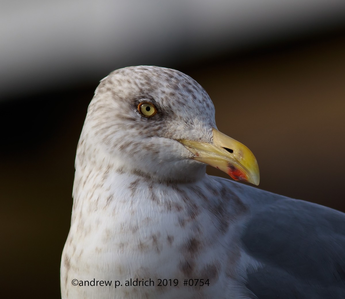 Herring Gull (American) - andrew aldrich