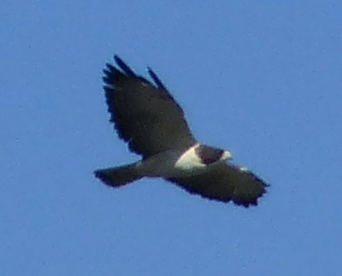 Short-tailed Hawk - Kai Victor