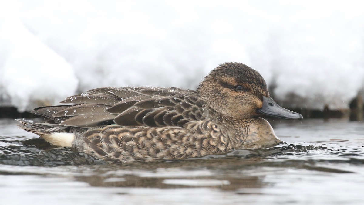 Green-winged Teal - ML135962791