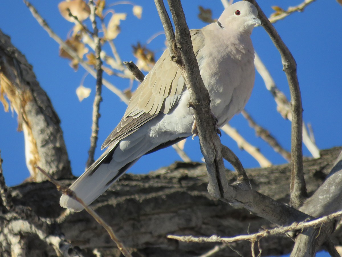 Eurasian Collared-Dove - ML135964051
