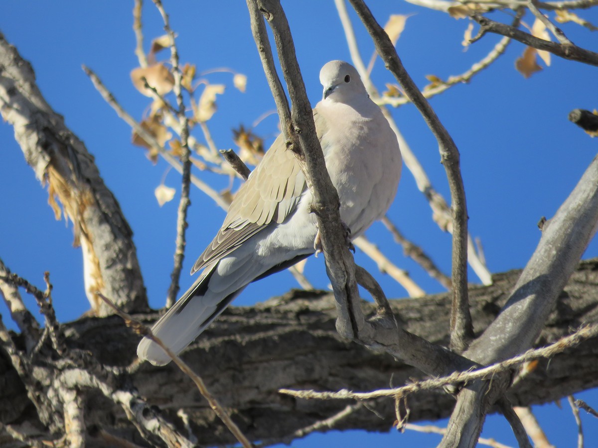 Eurasian Collared-Dove - ML135964141