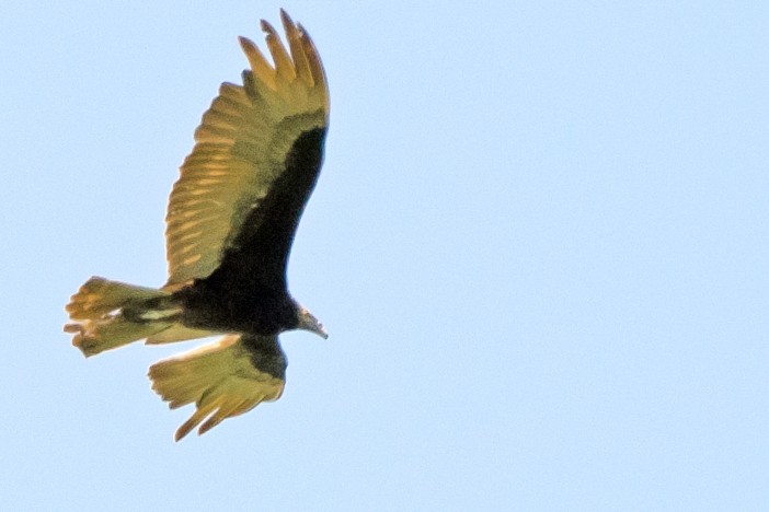 Lesser Yellow-headed Vulture - ML135964741
