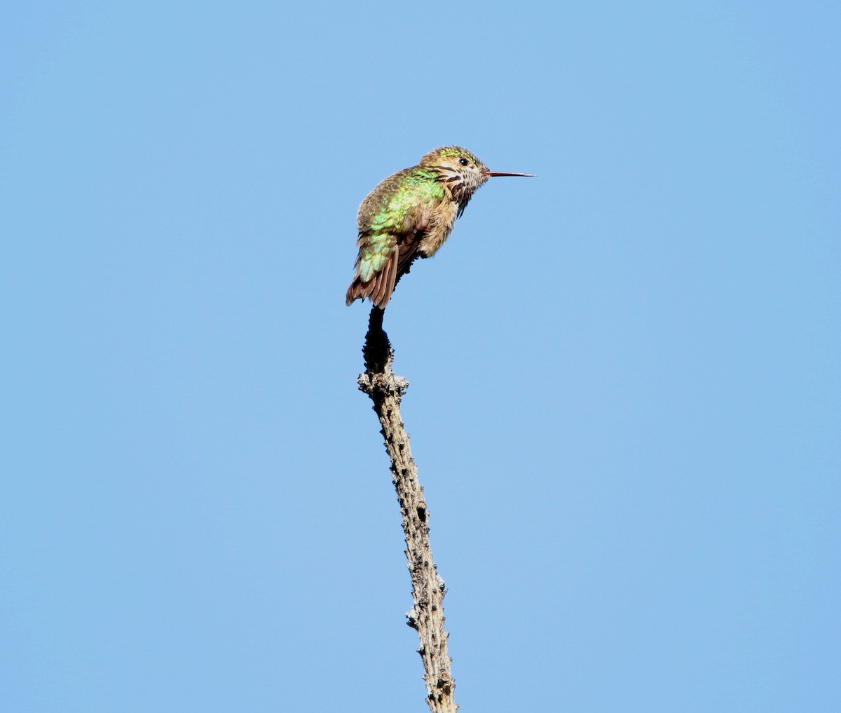 Calliope Hummingbird - Howard Weinberg