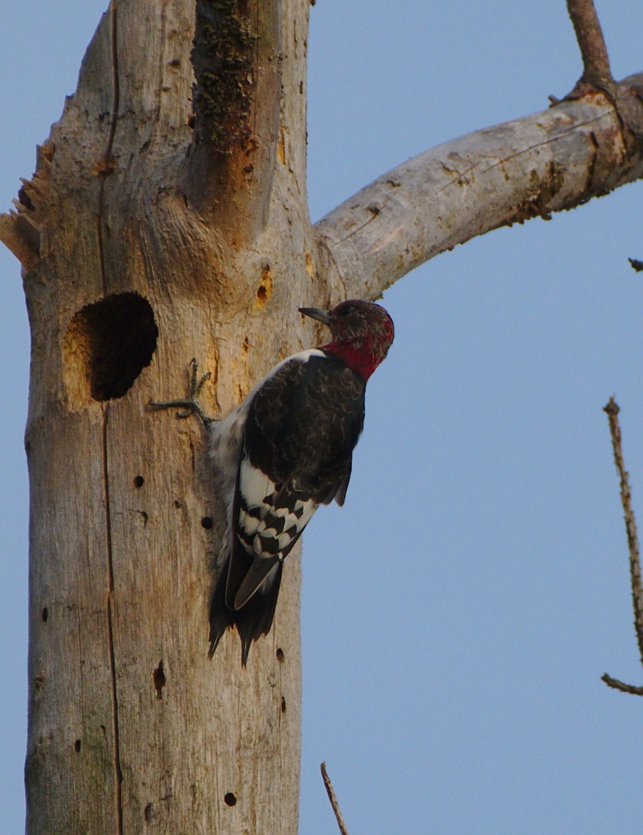 Red-headed Woodpecker - Carl Miller