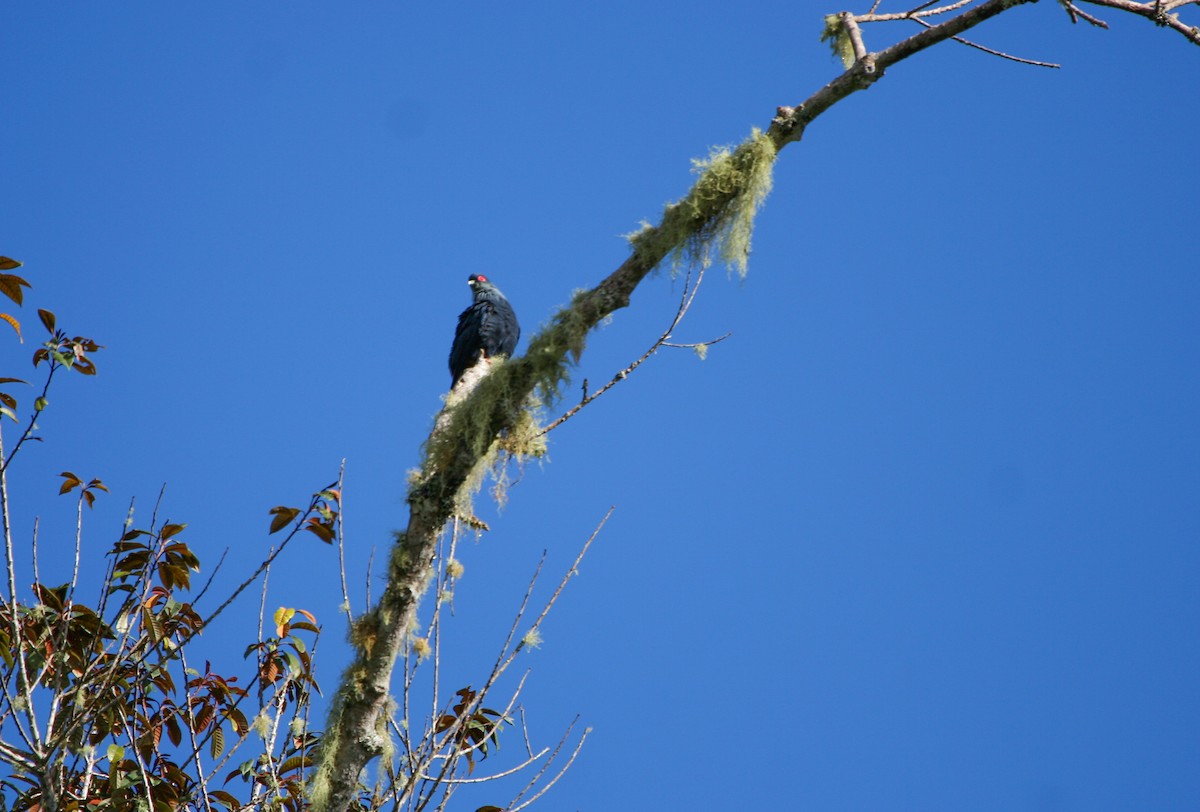 Madagascar Blue-Pigeon - Pam Rasmussen