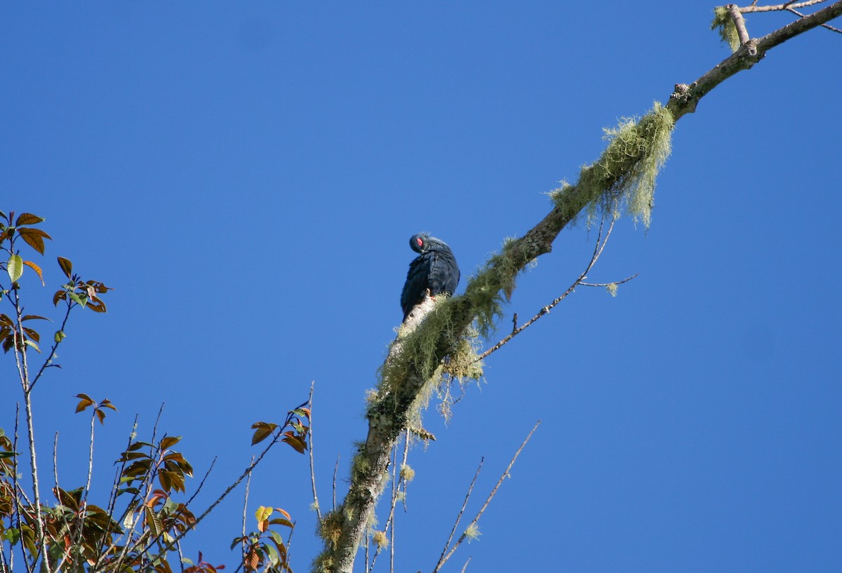 Madagascar Blue-Pigeon - ML135968751