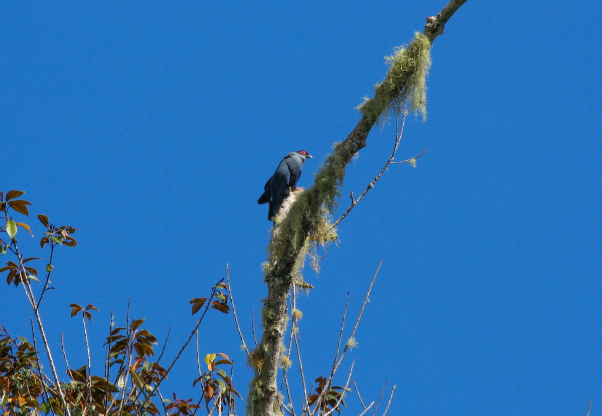 Madagascar Blue-Pigeon - ML135968761