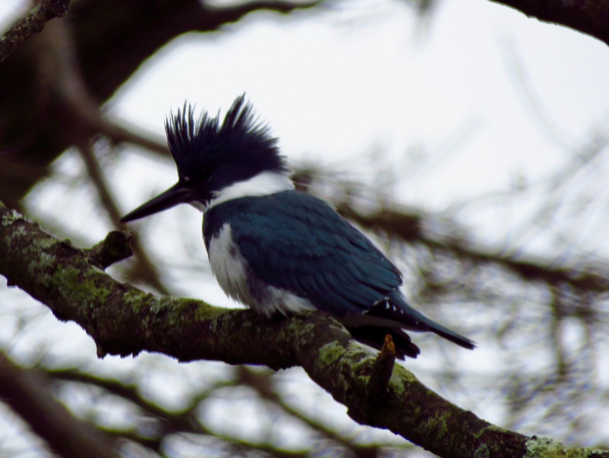 Belted Kingfisher - fulvio montanari
