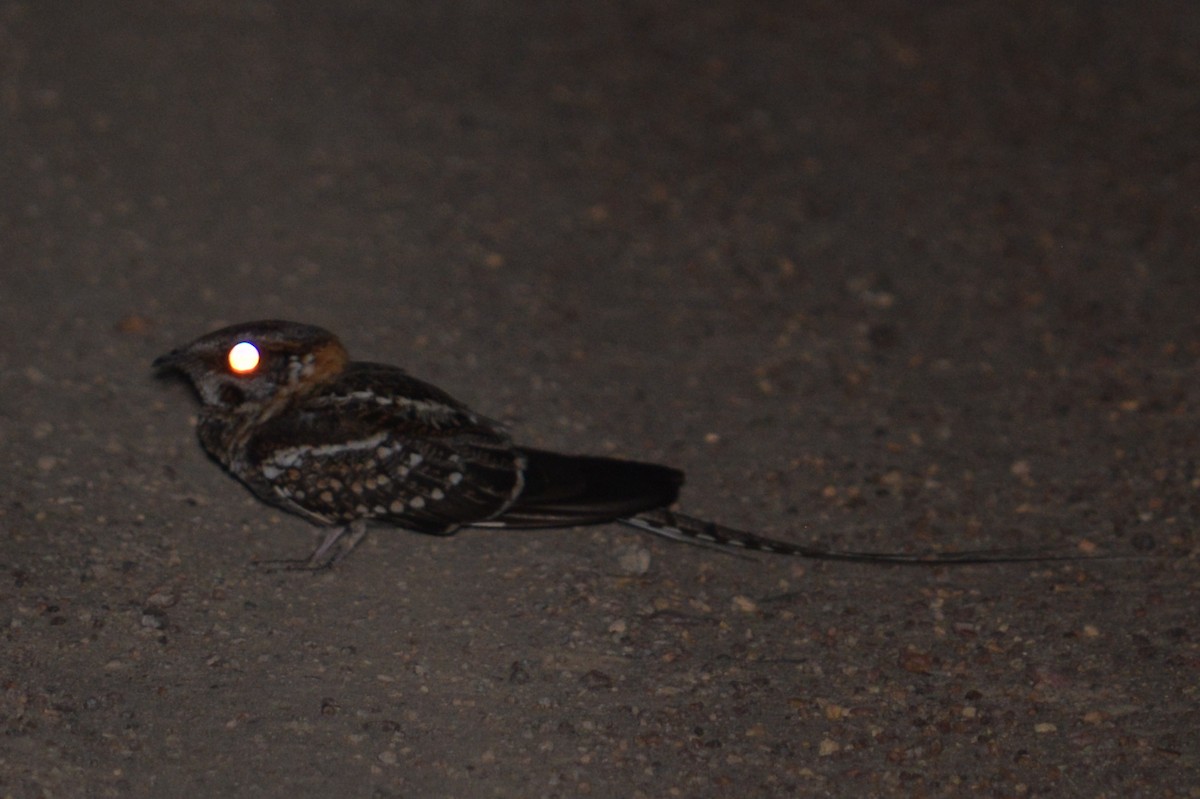 Scissor-tailed Nightjar - Ben Phalan