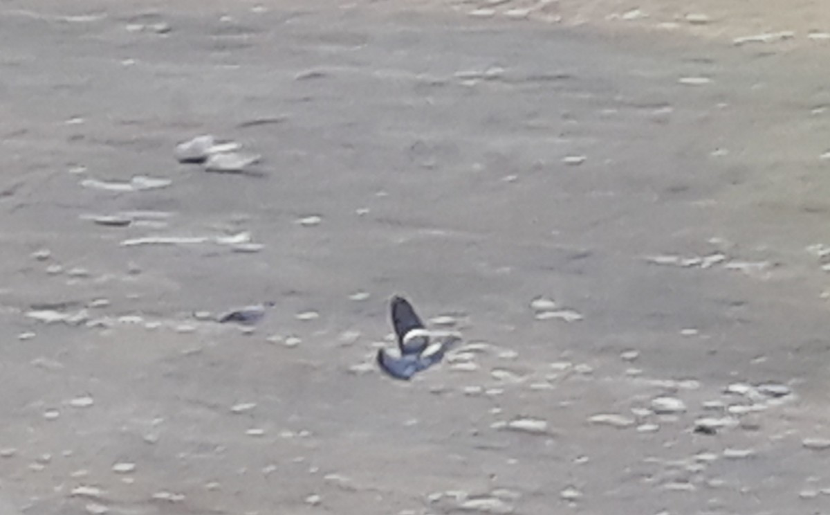 Spot-winged Pigeon - ML135970501
