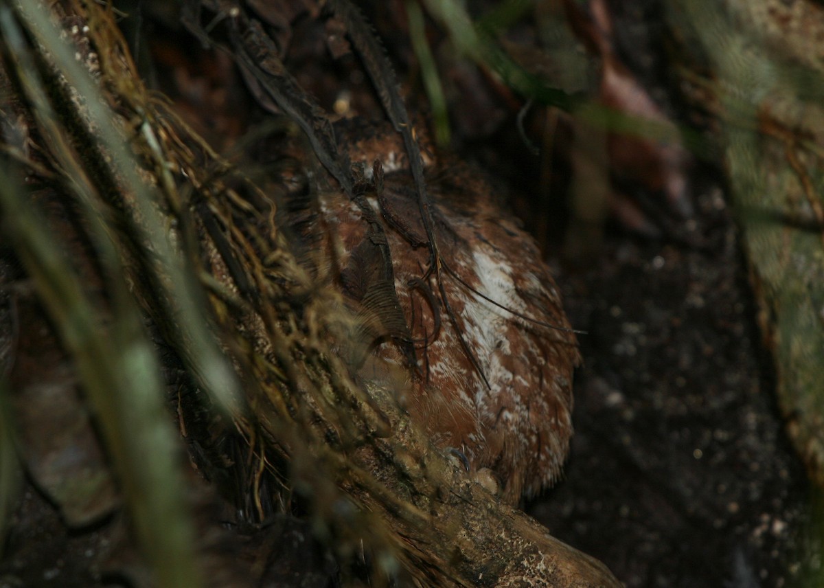 Madagascar Scops-Owl (Rainforest) - Pam Rasmussen