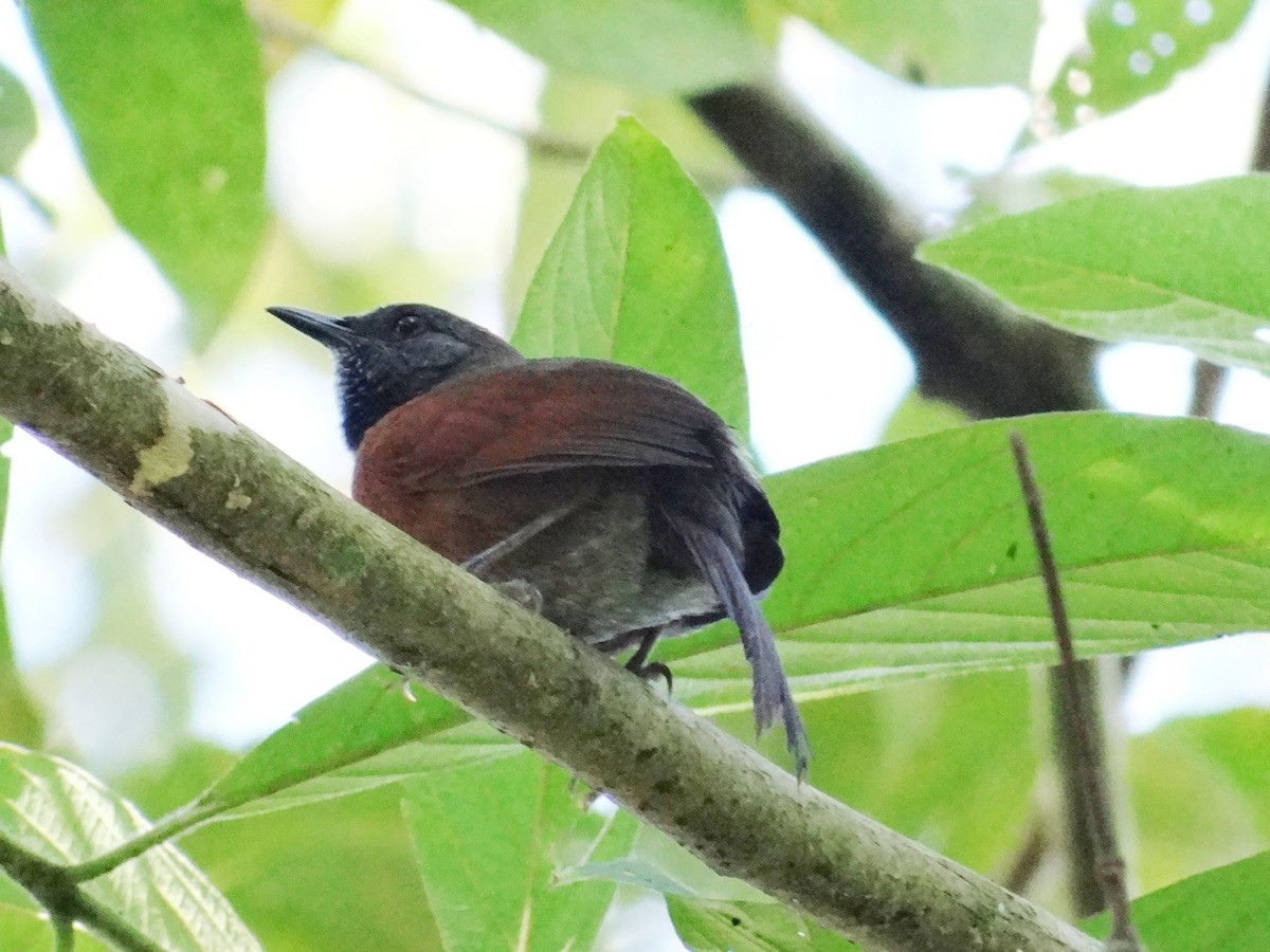 Rufous-breasted Spinetail - Pablo Bedrossian