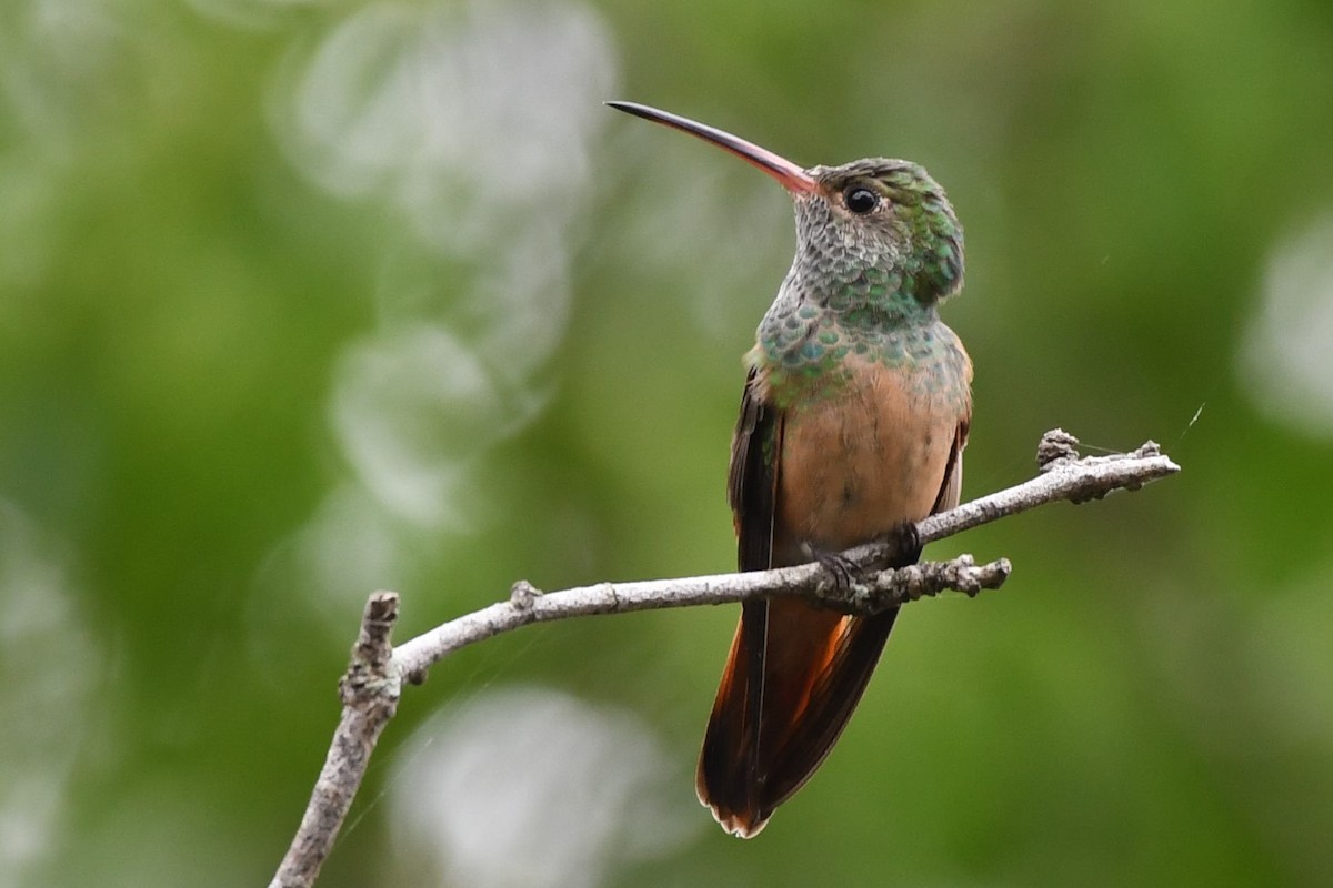 Buff-bellied Hummingbird - ML135972581