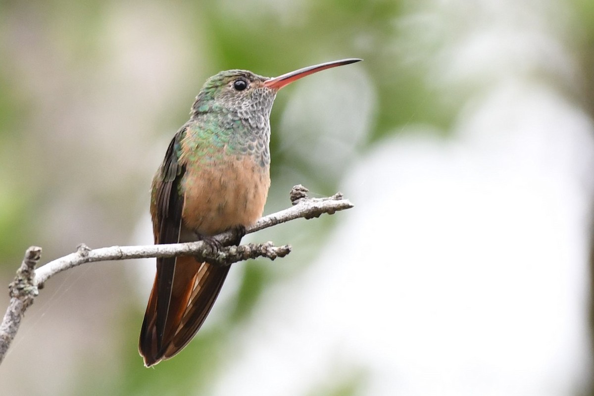 Buff-bellied Hummingbird - Erin Metcalf