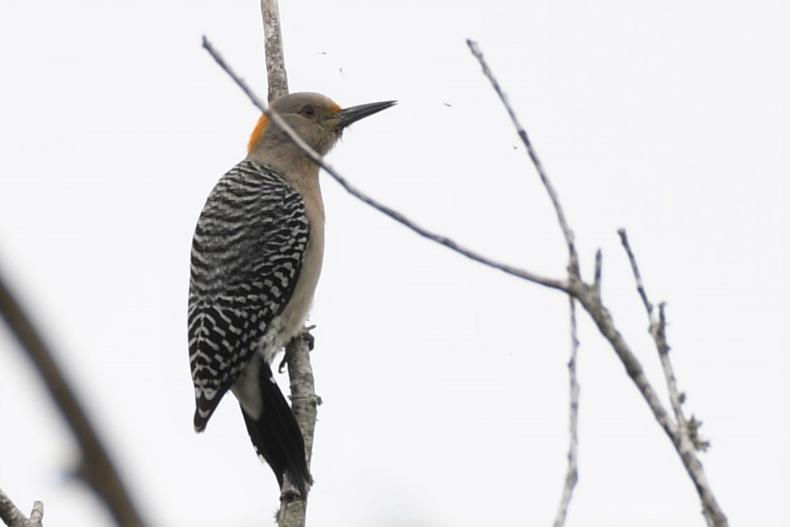 Golden-fronted Woodpecker - ML135973021