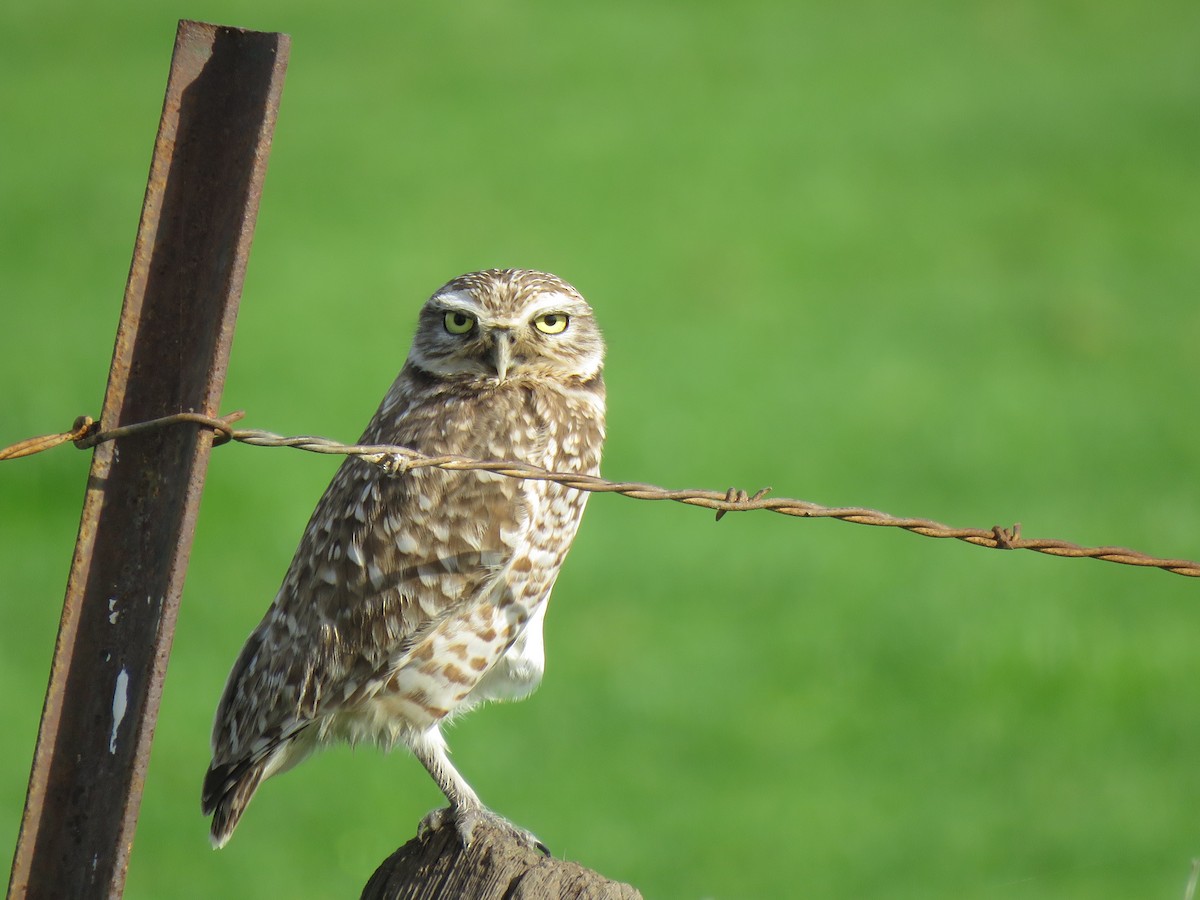 Burrowing Owl - John Perry