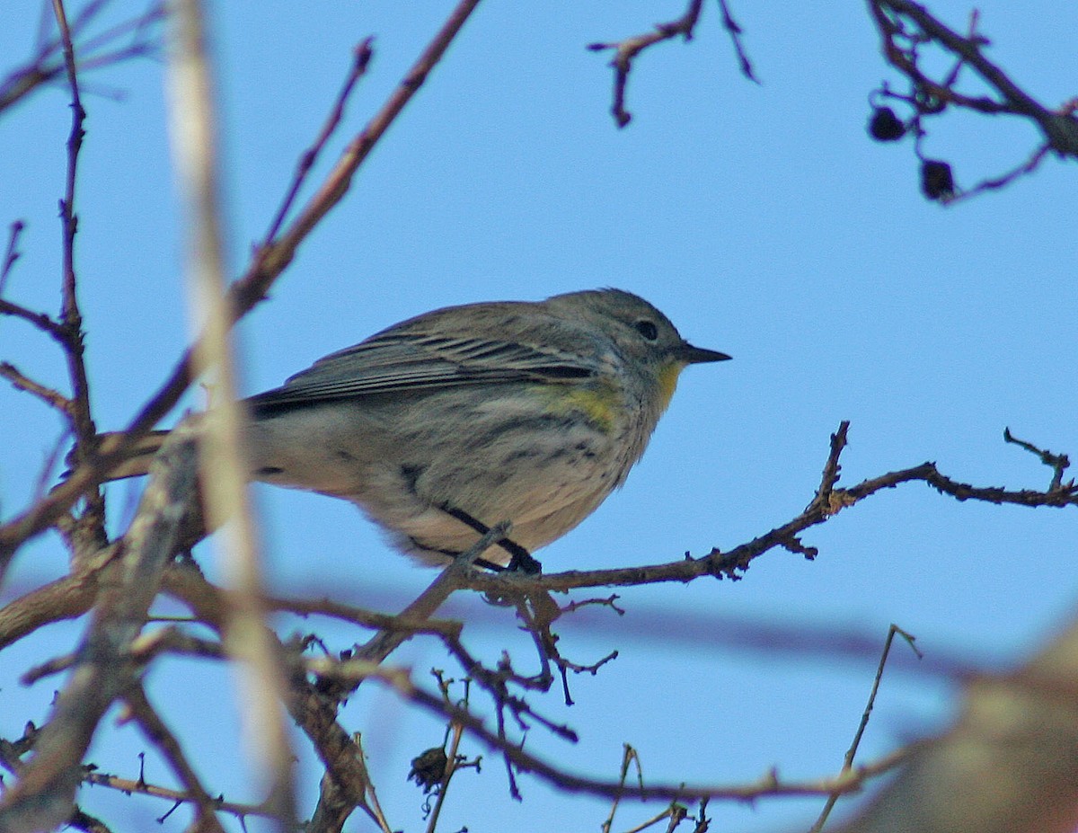 Yellow-rumped Warbler - john fitch