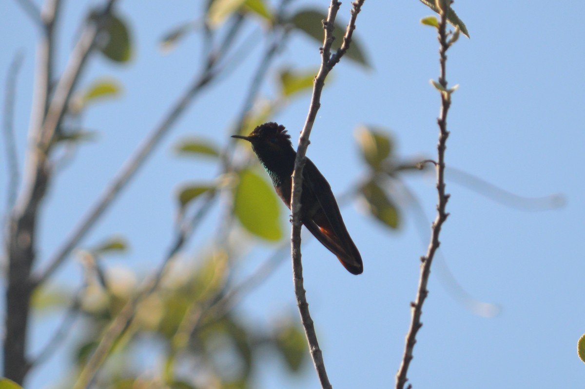 Ruby-topaz Hummingbird - Ben Phalan