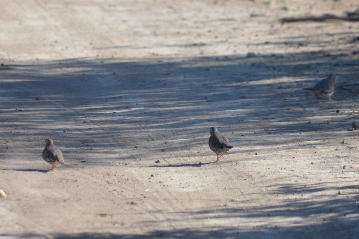Plain-breasted Ground Dove - ML135976071