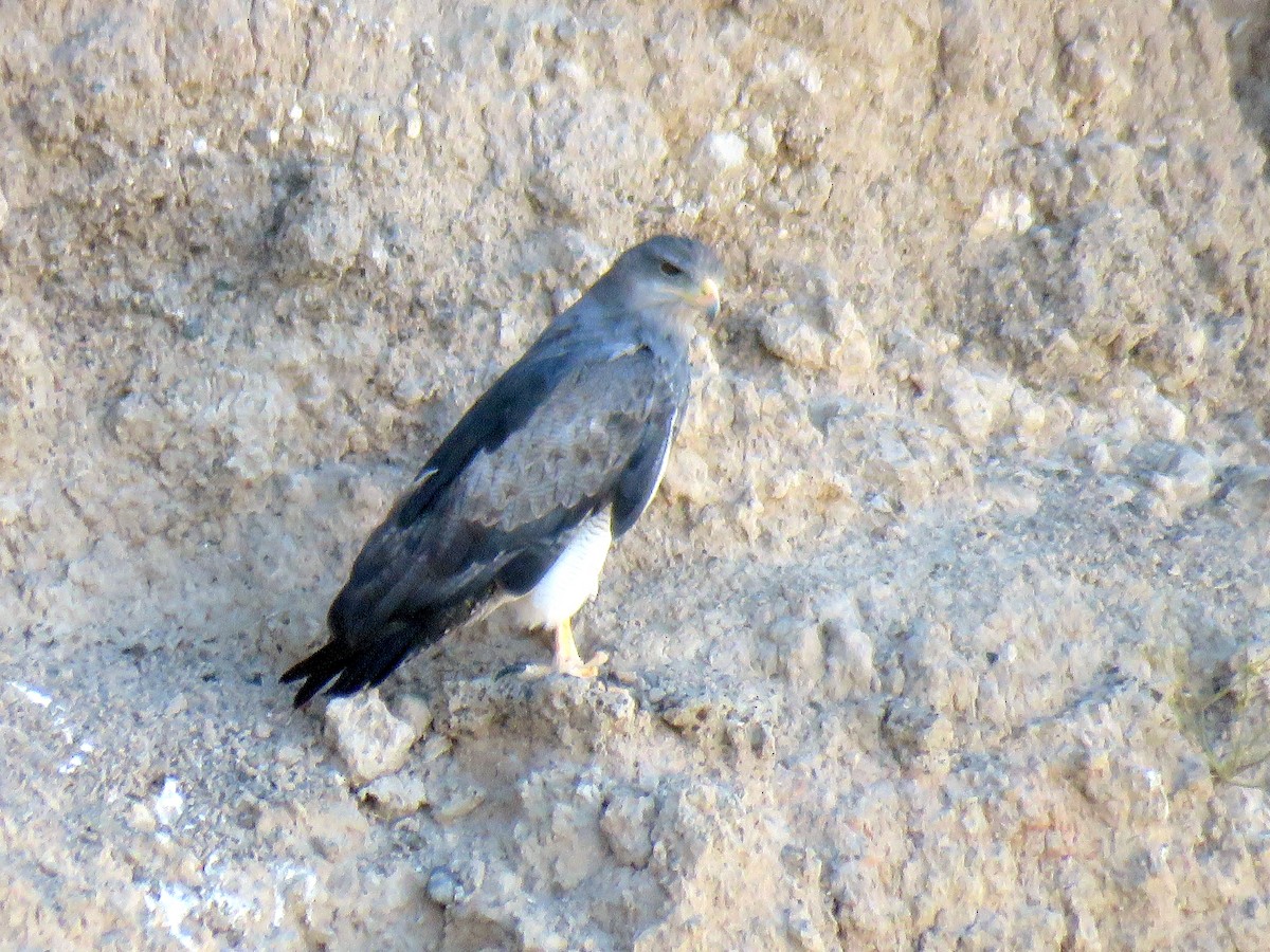 Black-chested Buzzard-Eagle - ML135976681
