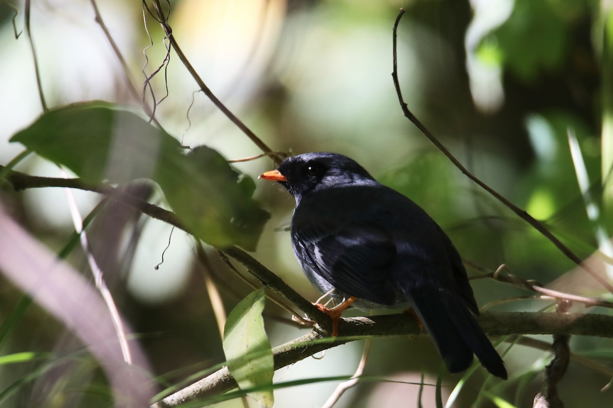 Black-faced Solitaire - ML135978791
