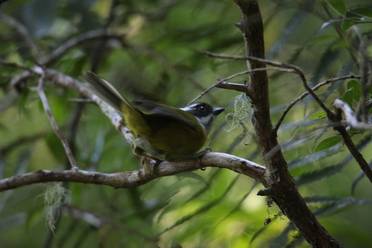 Sooty-capped Chlorospingus - ML135979111