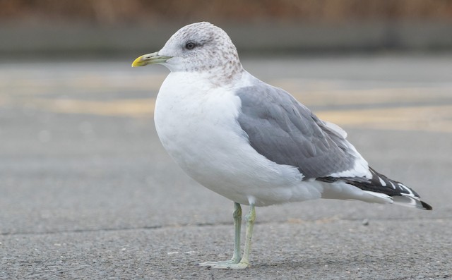 カモメ 亜種 カモメ Ebird