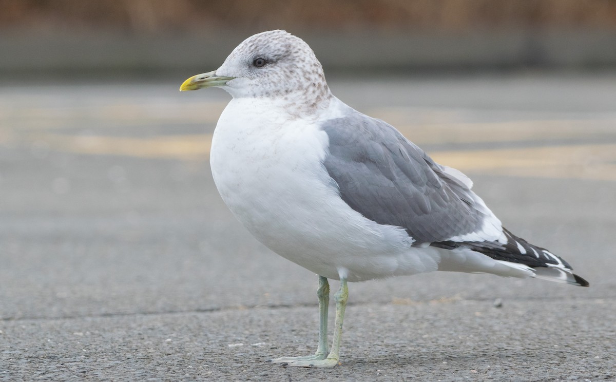 Common Gull (Kamchatka) - ML135980271