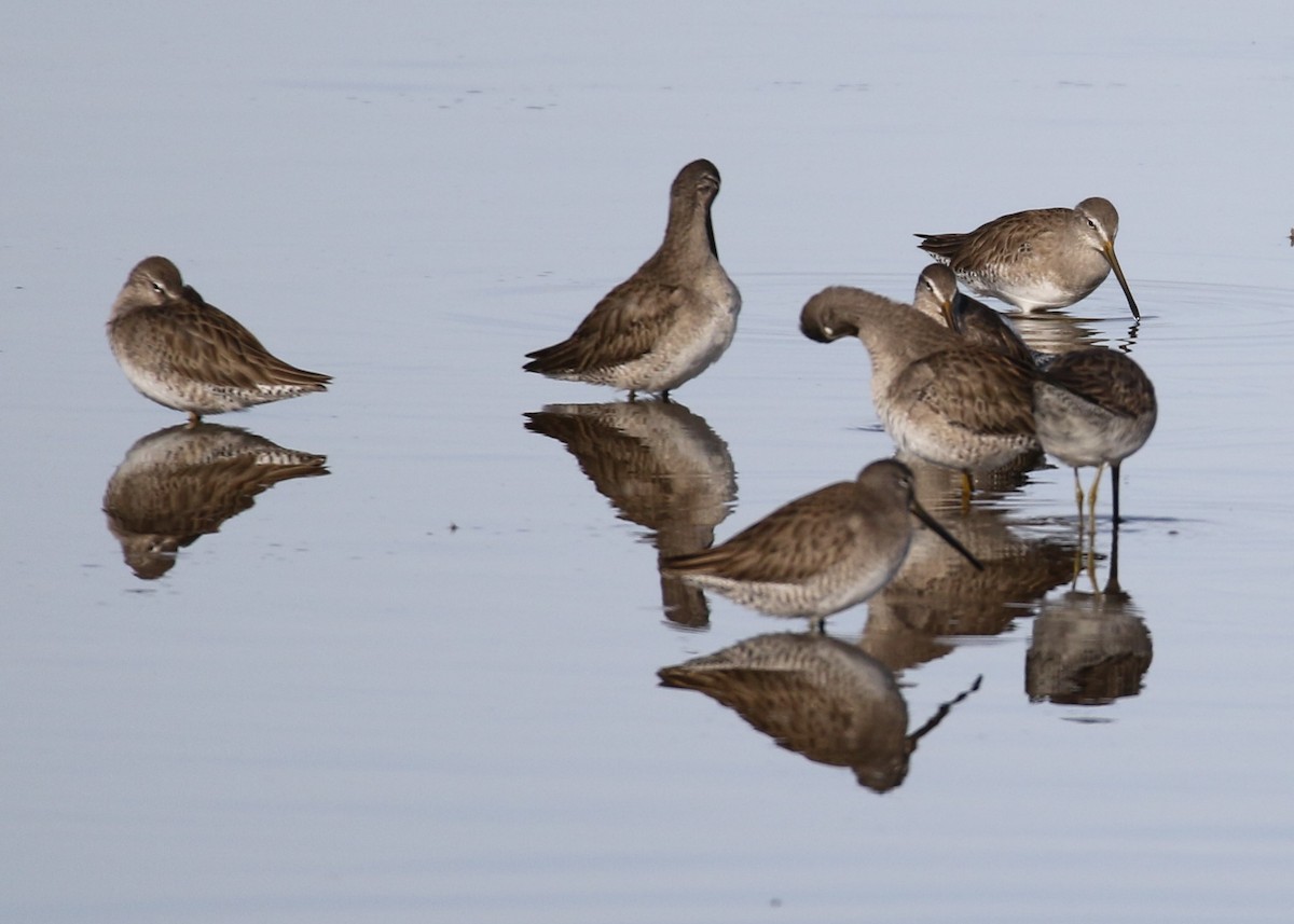 Long-billed Dowitcher - ML135983531