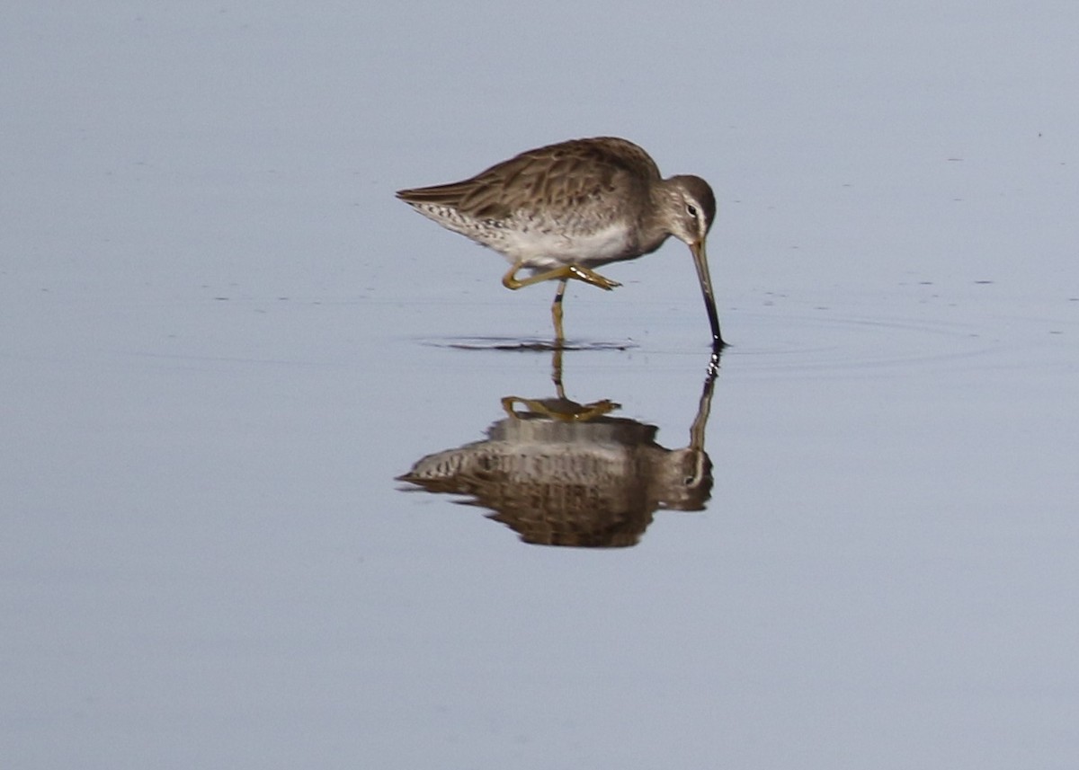 Long-billed Dowitcher - ML135983541