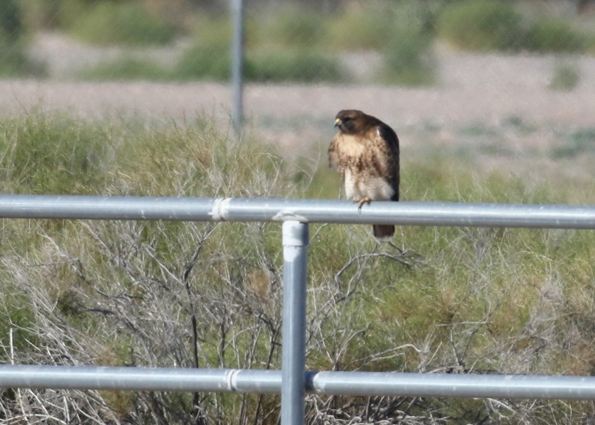 Red-tailed Hawk - Louis Hoeniger