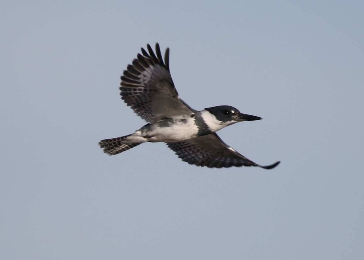 Belted Kingfisher - ML135983881