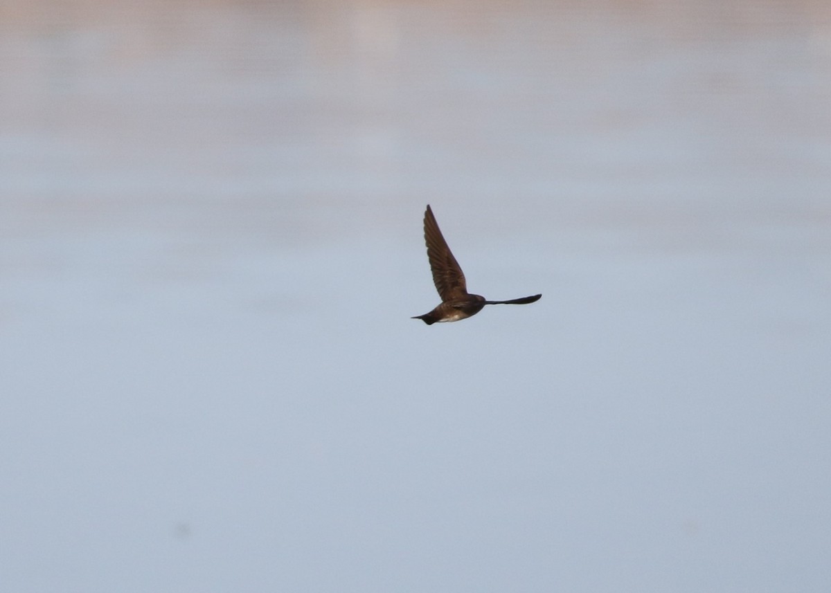 Northern Rough-winged Swallow - ML135984041