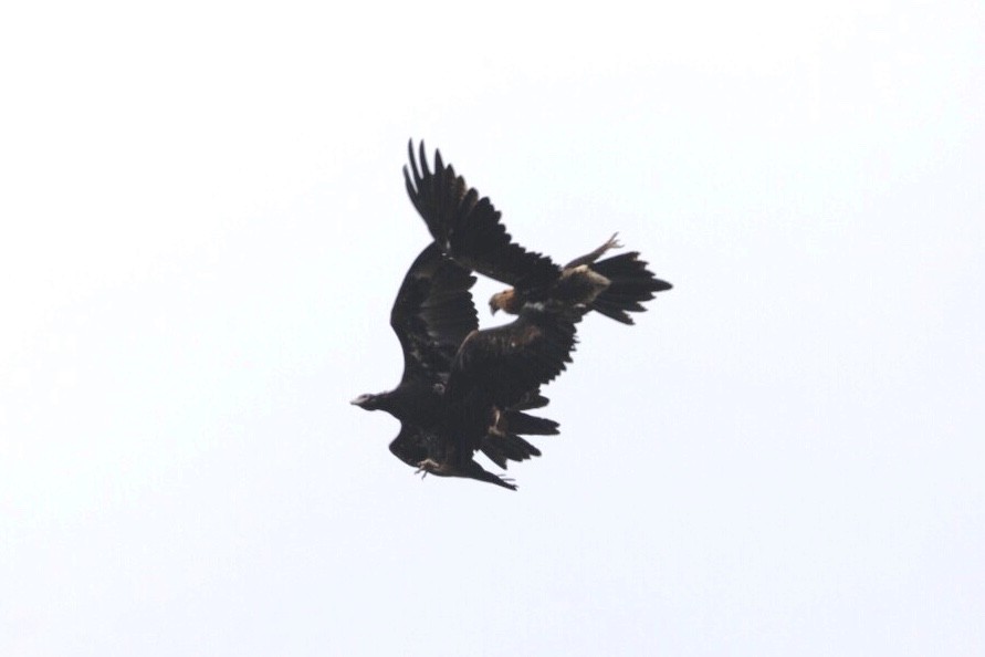Wedge-tailed Eagle - Brian  Aherne