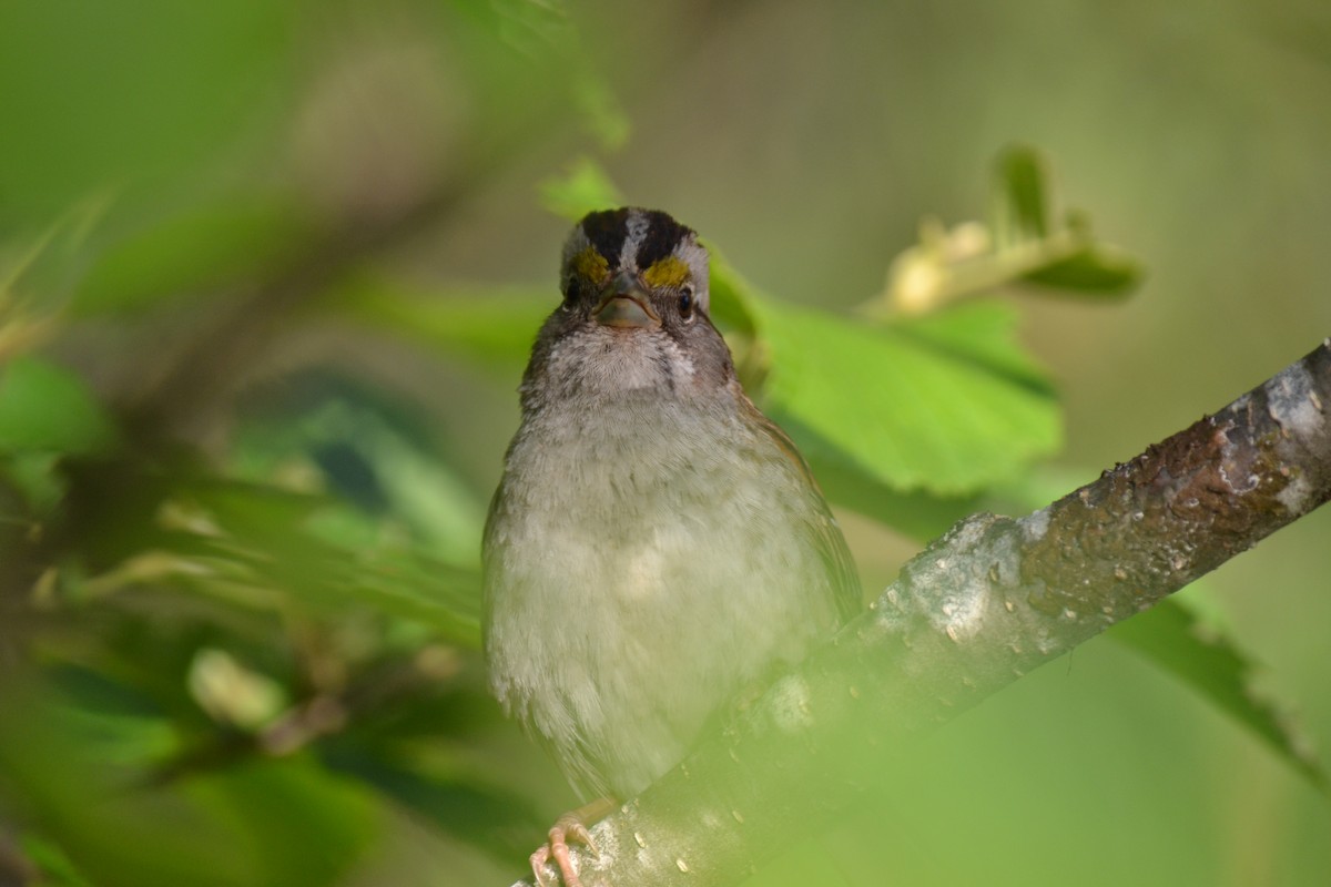 White-throated Sparrow - Alyssa Kwiatkowski