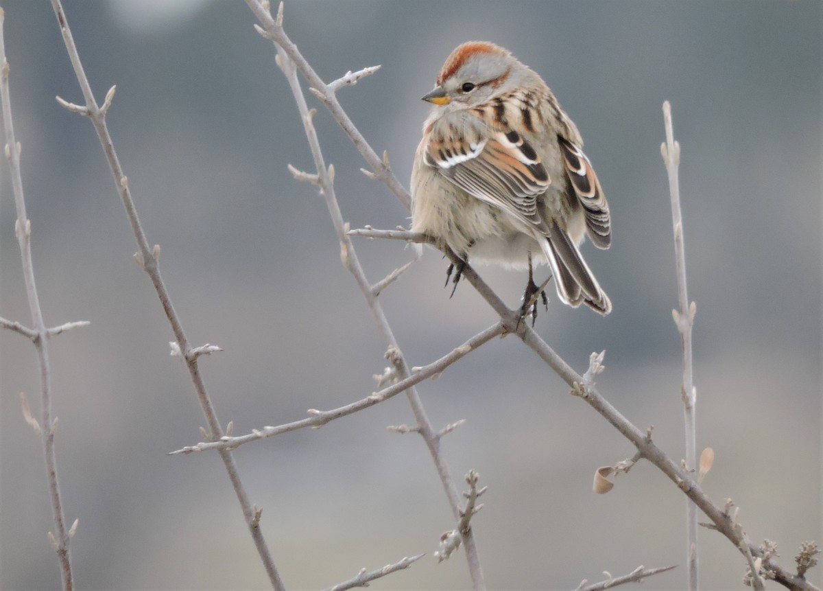 American Tree Sparrow - ML135987731