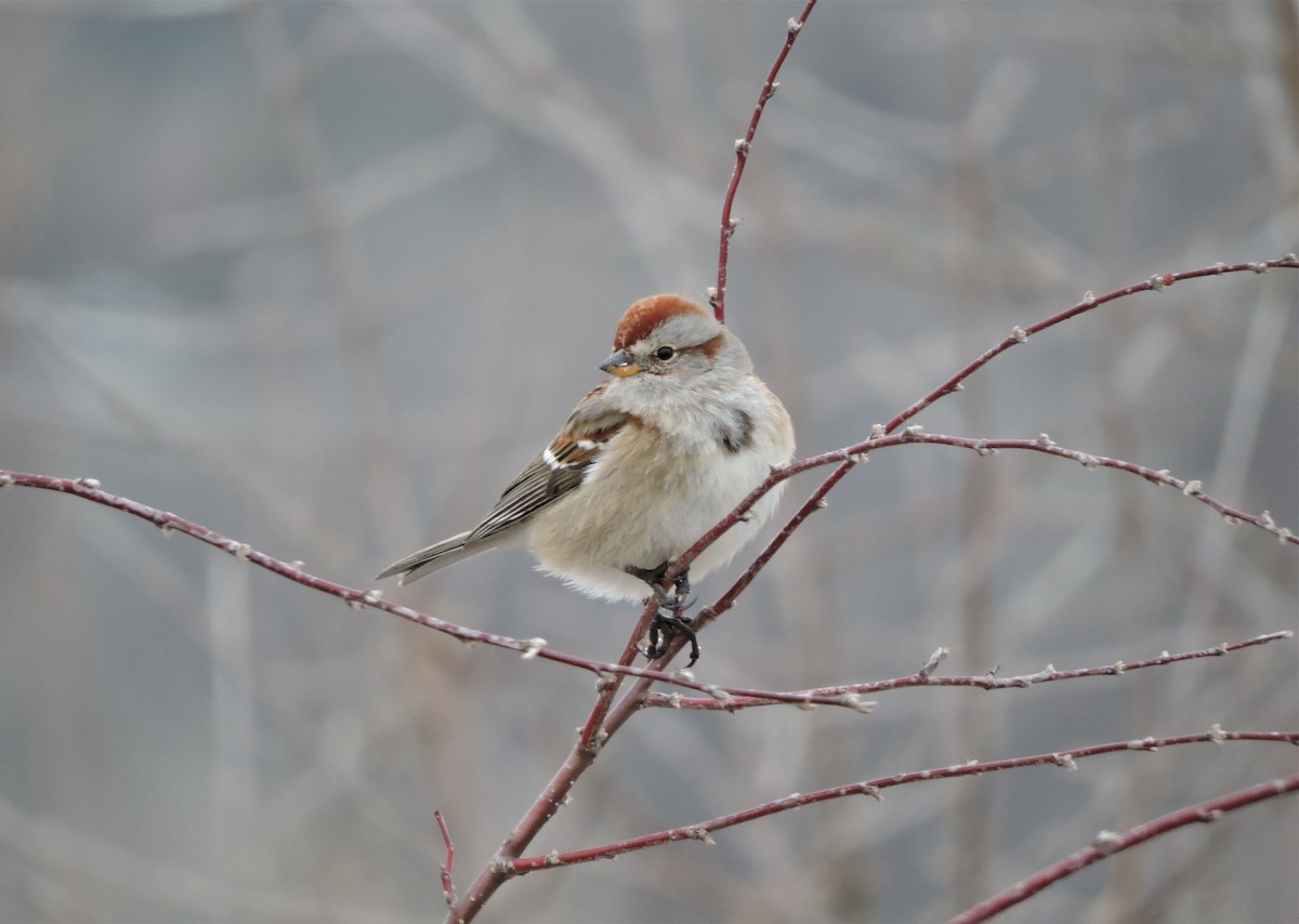 American Tree Sparrow - ML135987761