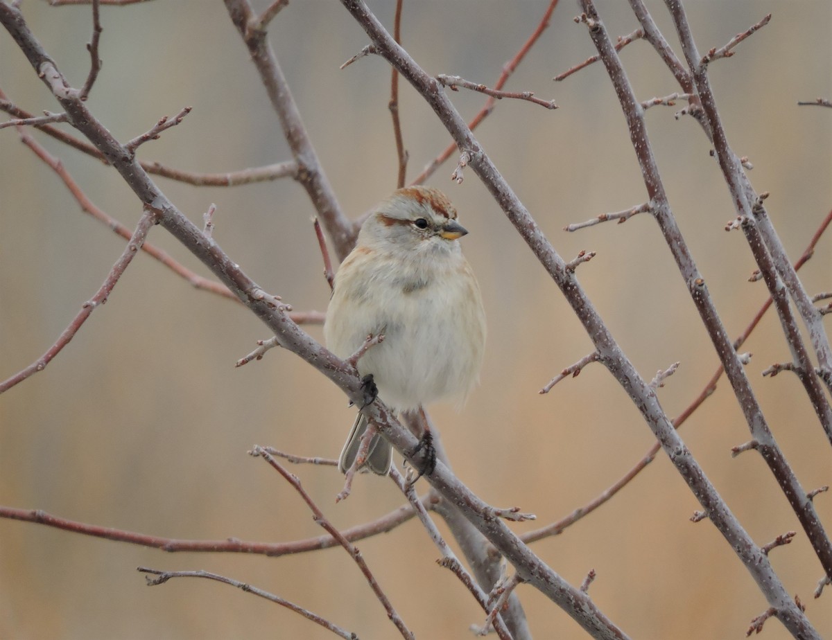 American Tree Sparrow - ML135988191