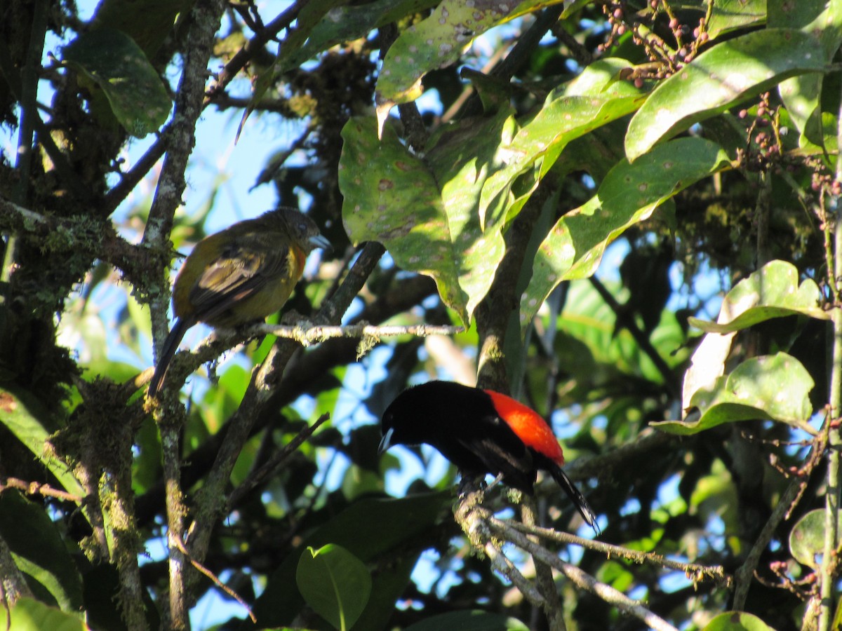 Scarlet-rumped Tanager - ML135988281