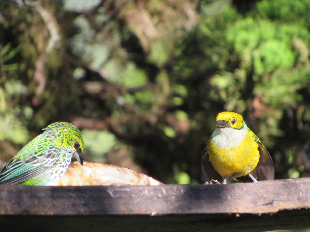 Speckled Tanager - ML135988651