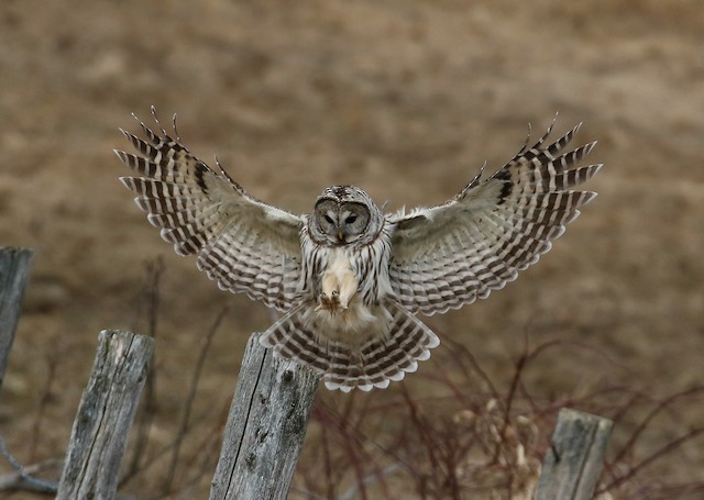 Barred Owl - Mass Audubon eBird