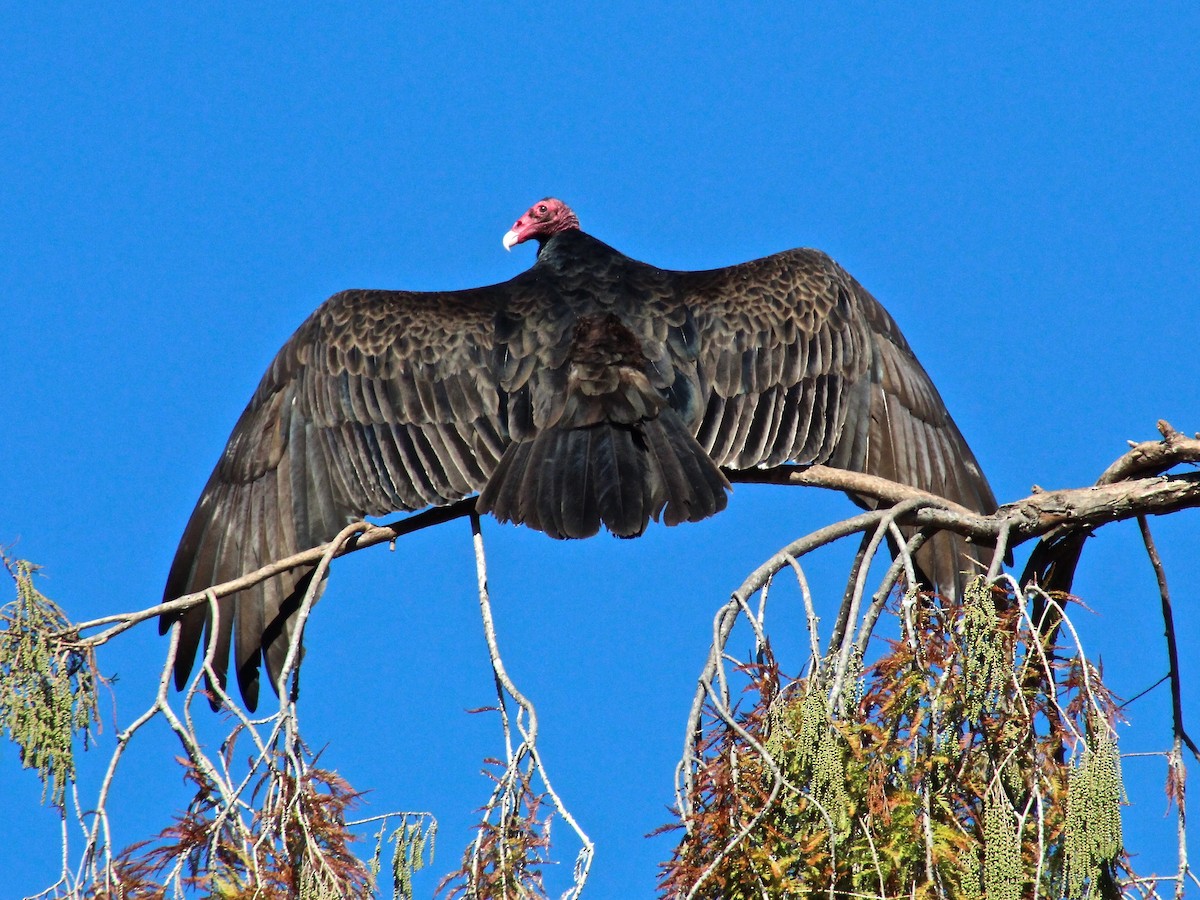 Turkey Vulture - ML135989831