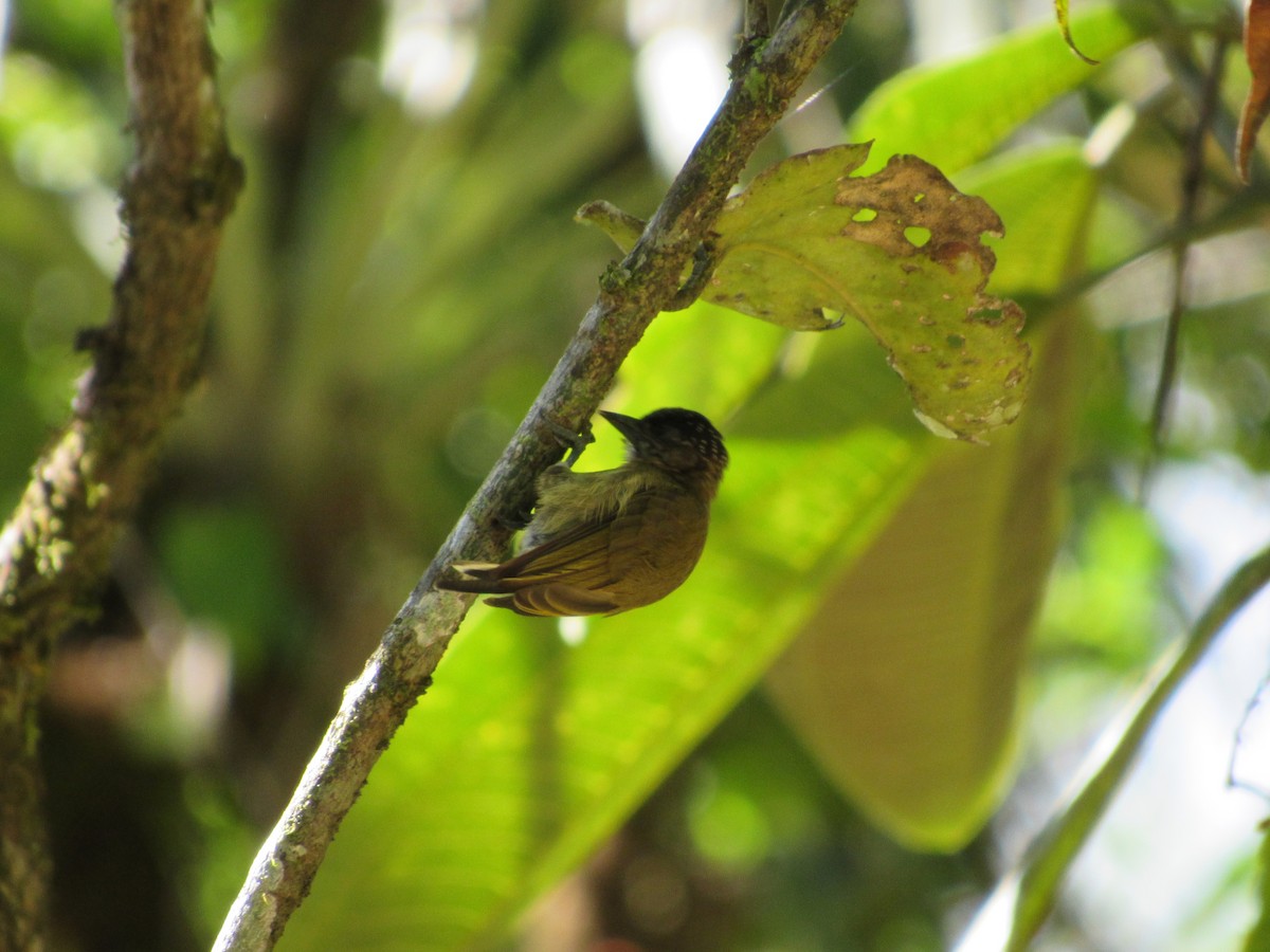 Olivaceous Piculet - ML135990361