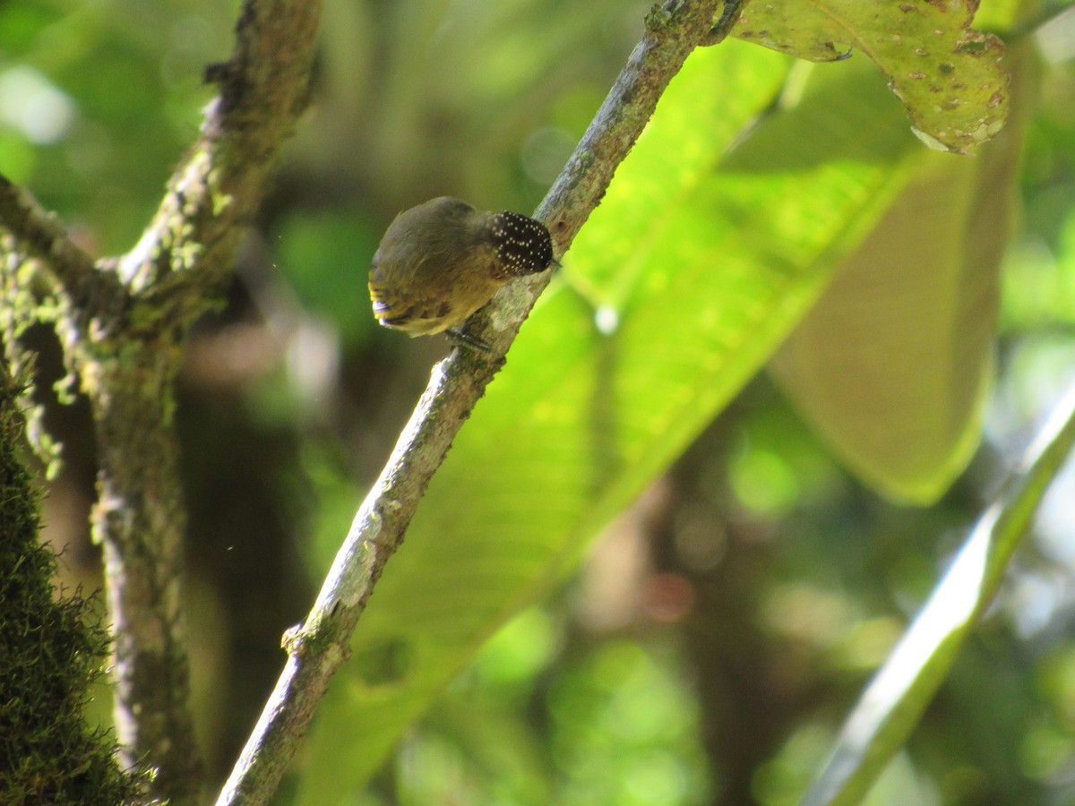 Olivaceous Piculet - ML135990371